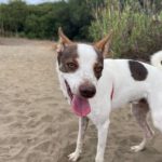 Podenco Mischling Jerome, 04/2024,  ca. 45 cm