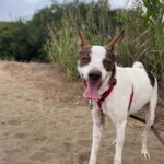 Podenco Mischling Jerome, 04/2024,  ca. 45 cm