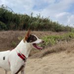 Podenco Mischling Jerome, 04/2024,  ca. 45 cm