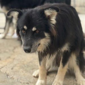 Pomsky Julius, 10/2024, ca. 40 cm