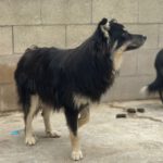 Pomsky Julius, 10/2024, ca. 40 cm