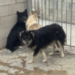 Pomsky Julius, 10/2024, ca. 40 cm