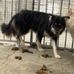 Pomsky Julius, 10/2024, ca. 40 cm