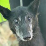 Alaskan Husky Junko, 04/2014, ca. 48 cm