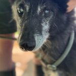Alaskan Husky Junko, 04/2014, ca. 48 cm