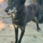 Alaskan Husky Junko, 04/2014, ca. 48 cm