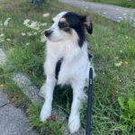 Mischling Käthe, 05/2021, ca. 35 cm, 50859 Köln