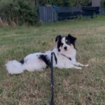 Mischling Käthe, 05/2021, ca. 35 cm, 50859 Köln