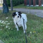 Mischling Käthe, 05/2021, ca. 35 cm, 50859 Köln