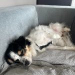 Mischling Käthe, 05/2021, ca. 35 cm, 50859 Köln