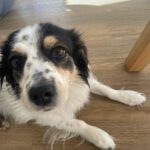 Mischling Käthe, 05/2021, ca. 35 cm, 50859 Köln