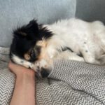 Mischling Käthe, 05/2021, ca. 35 cm, 50859 Köln