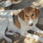 Mischling Katinka, 09/2021, ca.48 cm