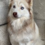 Pomsky Kay, 09/2024, ca. 40 cm