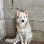 Pomsky Kay, 09/2024, ca. 40 cm