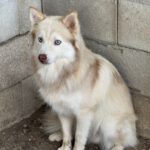 Pomsky Kay, 09/2024, ca. 40 cm