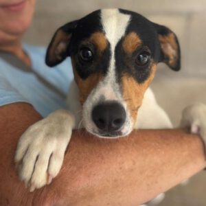 Bodeguero Kiko, 01/2025, Endgröße ca. 40 cm