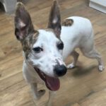 Podenco Whippet Mischling Kilua, 11/2024, ca. 40 cm