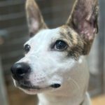 Podenco Whippet Mischling Kilua, 11/2024, ca. 40 cm