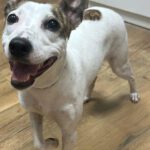 Podenco Whippet Mischling Kilua, 11/2024, ca. 40 cm