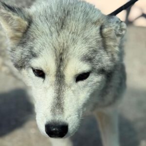 Husky Mischling Kira, 10/2022, ca. 50 cm