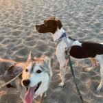 Husky Mischling Kira, 10/2022, ca. 50 cm