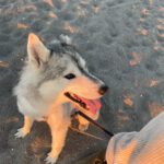 Husky Mischling Kira, 10/2022, ca. 50 cm