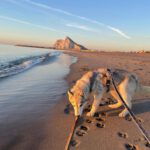 Husky Mischling Kira, 10/2022, ca. 50 cm