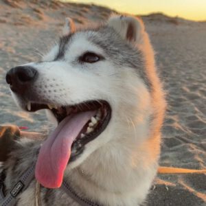 Husky Mischling Kira, 10/2022, ca. 50 cm