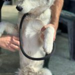 Husky Mischling Kira, 10/2022, ca. 50 cm