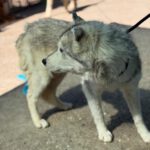 Husky Mischling Kira, 10/2022, ca. 50 cm