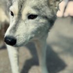 Husky Mischling Kira, 10/2022, ca. 50 cm