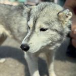 Husky Mischling Kira, 10/2022, ca. 50 cm