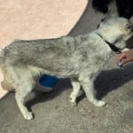 Husky Mischling Kira, 10/2022, ca. 50 cm