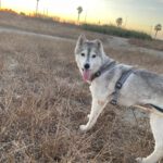 Husky Mischling Kira, 10/2022, ca. 50 cm