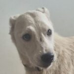 Mischling Leidy, 08/2016, ca. 50 cm