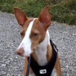 Podenco Lilac, 07/2022, ca. 45 cm, 46499 Hamminkeln