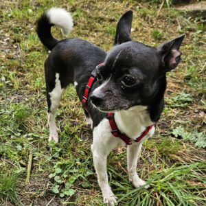 Chihuahua Lili, 07/2023, ca. 23 cm, 73614 Schorndorf