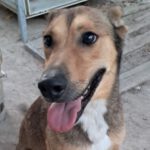 Podenco Mischling Lobo, 09/2021, ca. 50 cm