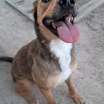 Podenco Mischling Lobo, 09/2021, ca. 50 cm