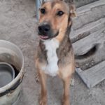 Podenco Mischling Lobo, 09/2021, ca. 50 cm