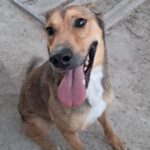 Podenco Mischling Lobo, 09/2021, ca. 50 cm