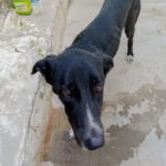 Greyhound Mischling Lola, 09/2022, ca. 60 cm