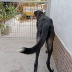 Greyhound Mischling Lola, 09/2022, ca. 60 cm