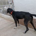 Greyhound Mischling Lola, 09/2022, ca. 60 cm
