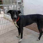 Greyhound Mischling Lola, 09/2022, ca. 60 cm