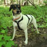 Bodeguero Lucero, 02/2022, ca. 46 cm, 25524 Itzehoe