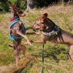 Podenco Orito Luis,07/2021, ca. 45 cm,96365 Nordhalben