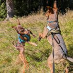 Podenco Orito Luis,07/2021, ca. 45 cm,96365 Nordhalben