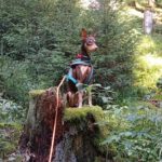 Podenco Orito Luis,07/2021, ca. 45 cm,96365 Nordhalben
